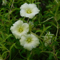 Arenaria montana 'Lemon Ice'
